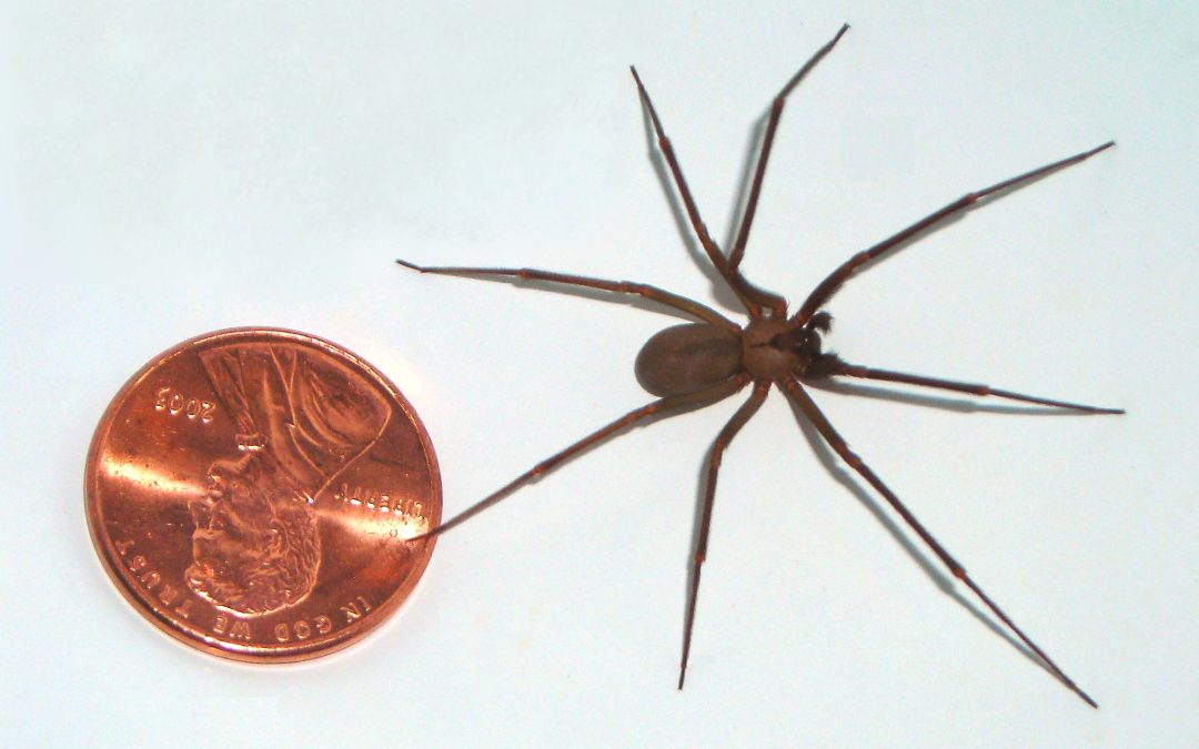 Brown Recluse Spiders – Buda, Kyle, San Marcos Pest Control