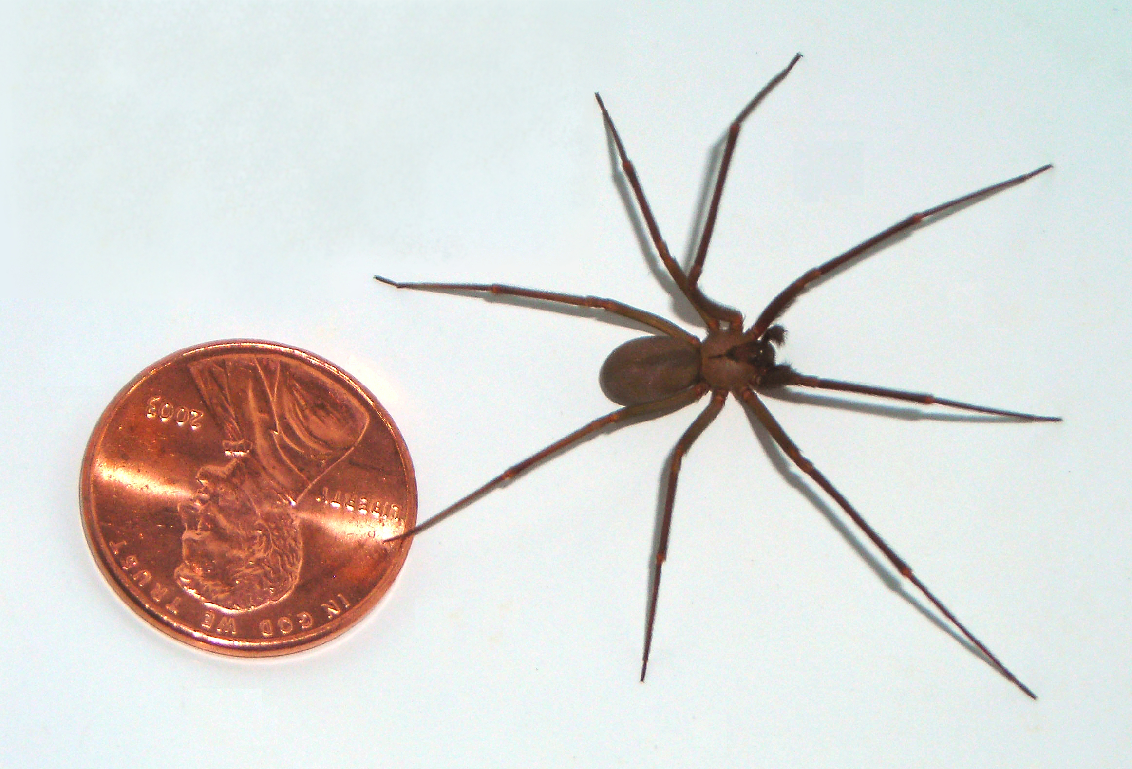 Brown recluse pest control