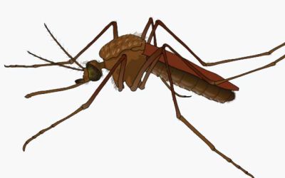 Frequently Asked Questions About Canyon Lake Mosquitoes