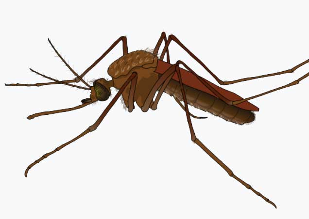 Frequently Asked Questions About Canyon Lake Mosquitoes