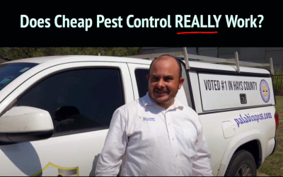 Does Cheap Pest Control Really Work?