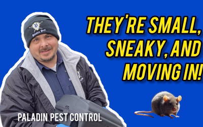 Winter Mice Prevention in Buda, Kyle and San Marcos