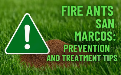 Fire Ants in San Marcos: Prevention and Treatment Tips