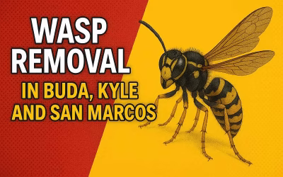 Wasp Removal for Buda, Kyle and San Marcos