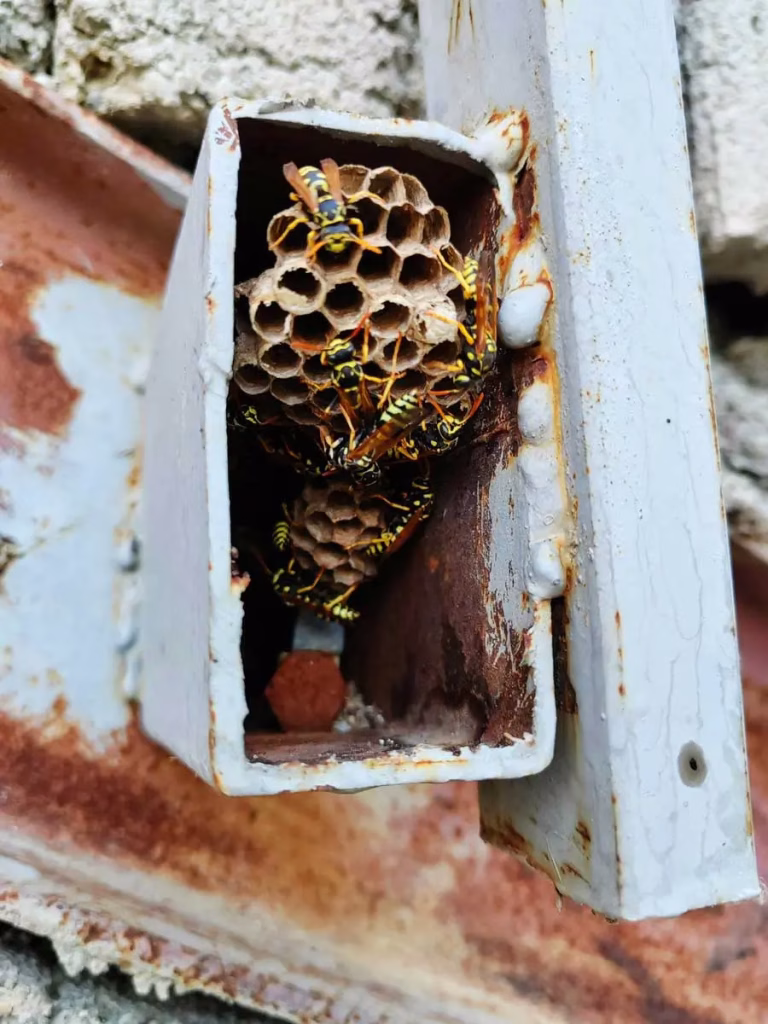 Remove wasps from your property