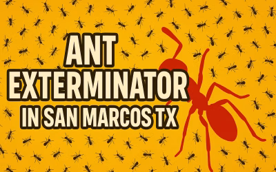 Ant Exterminator in San Marcos TX