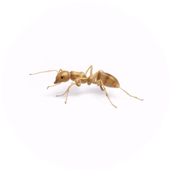 Argentine Ants