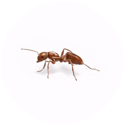 Fire Ants