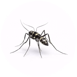Mosquito