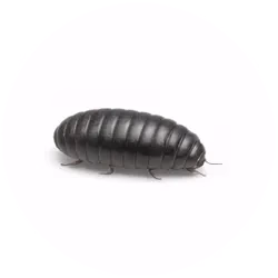 Pill Bugs