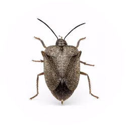 Stink Bugs