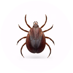 Ticks