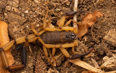 Scorpion Control in San Marcos, TX: How to Keep Scorpions Out of Your Home