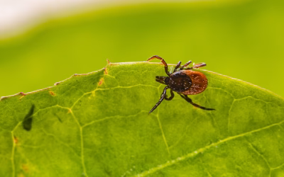 You Don’t Have to Hike to Get a Tick Bite in San Marcos