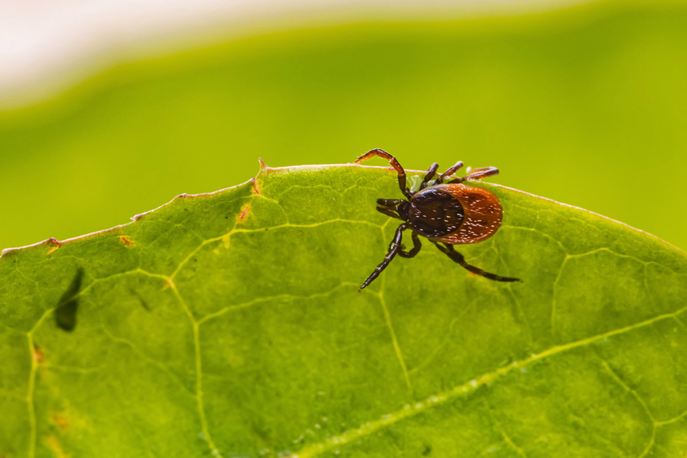 Close-up of a tick on a green leaf