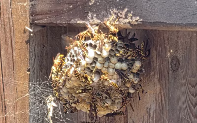 Wasps and Hornets near San Marcos, TX